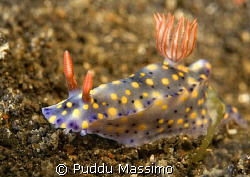lembeh strait,nikon d2x 60mm macro by Puddu Massimo 